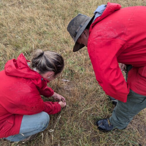 Small Critter Catching